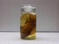 藏品(尼羅口孵魚)的圖片